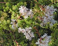 El Bálsamo del Cura de Tembleque.