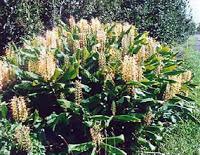 El Bálsamo del Cura de Tembleque.