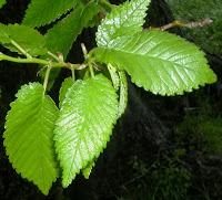 El Bálsamo del Cura de Tembleque.