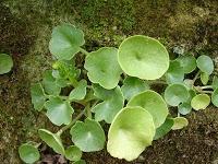 El Bálsamo del Cura de Tembleque.