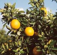 El Bálsamo del Cura de Tembleque.