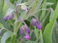 El Bálsamo del Cura de Tembleque.