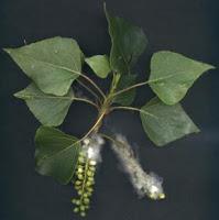 El Bálsamo del Cura de Tembleque.