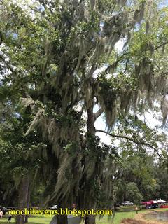 El este de Estados Unidos II: Land between the Lakes y Great Smoky Mountains