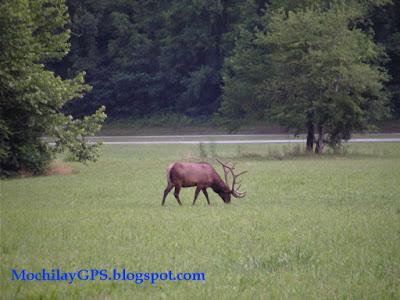 El este de Estados Unidos II: Land between the Lakes y Great Smoky Mountains
