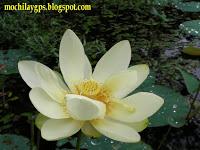 El este de Estados Unidos II: Land between the Lakes y Great Smoky Mountains