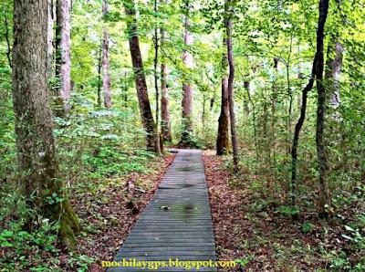 El este de Estados Unidos II: Land between the Lakes y Great Smoky Mountains