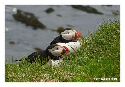 Ese pájaro entrañable: frailecillo, lundi o puffin