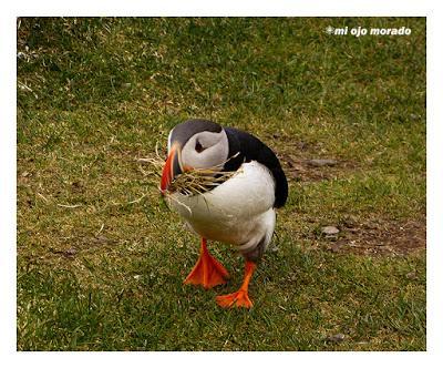 Ese pájaro entrañable: frailecillo, lundi o puffin