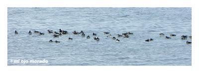 Ese pájaro entrañable: frailecillo, lundi o puffin