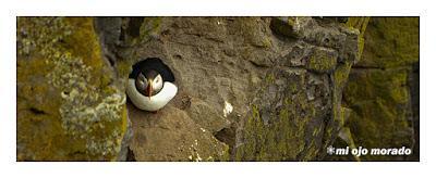 Ese pájaro entrañable: frailecillo, lundi o puffin