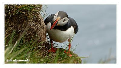 Ese pájaro entrañable: frailecillo, lundi o puffin