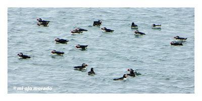 Ese pájaro entrañable: frailecillo, lundi o puffin