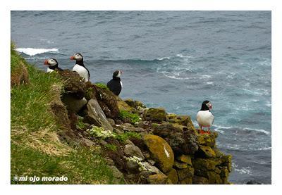 Ese pájaro entrañable: frailecillo, lundi o puffin