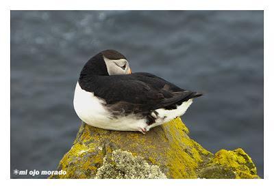 Ese pájaro entrañable: frailecillo, lundi o puffin