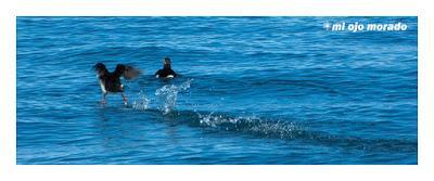 Ese pájaro entrañable: frailecillo, lundi o puffin