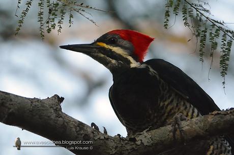 Carpintero garganta estriada (Lineated Woodpecker) Dryocopus lineatus