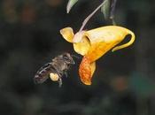 Flores visitadas abejas tienen fragancia potente polinizadas viento.