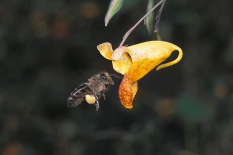 Flores visitadas por abejas tienen fragancia más potente que polinizadas por viento.