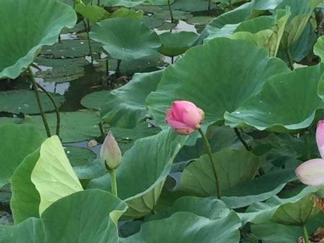 Tinto de verano: en Francia