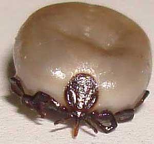 La garrapata, mortal parásito