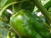 Como podar pimientos