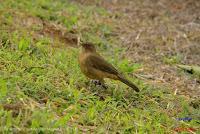 Bijagua de Upala -Especies en el Albergue Tierras Altas- Bijagua de Upala -Especies en el Albergue Tierras Altas-