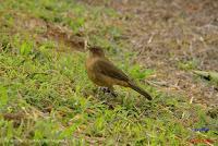 Bijagua de Upala -Especies en el Albergue Tierras Altas-