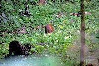 Bijagua de Upala -Especies en el Albergue Tierras Altas-