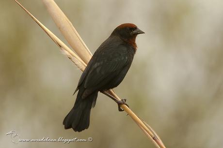 Varillero congo (Chestnut-capped Blackbird) Agelaius ruficapillus