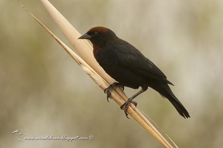 Varillero congo (Chestnut-capped Blackbird) Agelaius ruficapillus