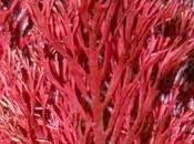 Marea Roja