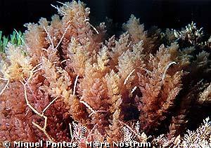 Asparagopsis armata   © Miquel Pontes