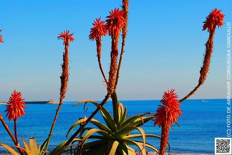 TURISTAespaña: Reportaje o collage fotográfico junto a la mar alicantina de Torrevieja...