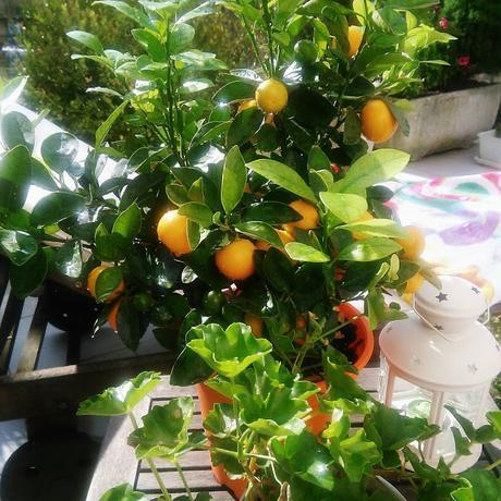 Calamondín