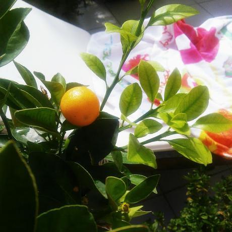 Calamondín