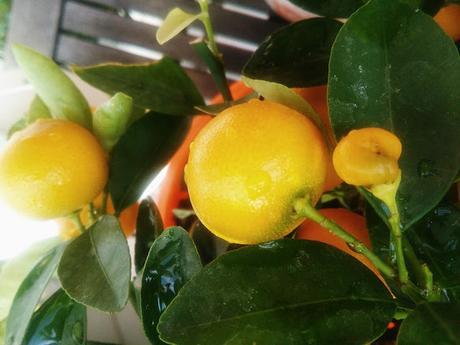 Calamondín