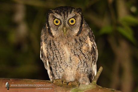 Alilicucú común (Tropical Screech-Owl) Megascops choliba