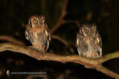Alilicucú común (Tropical Screech-Owl) Megascops choliba