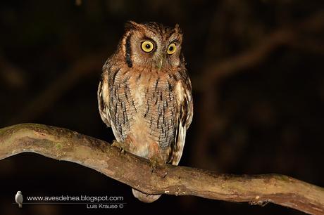 Alilicucú común (Tropical Screech-Owl) Megascops choliba