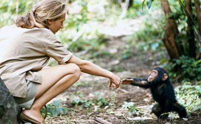 Jane Goodall - Gombe