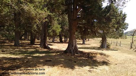 Calatañazor, la Fuentona, el Cañón del Río Lobos y Clunia sabinar de calatañazor