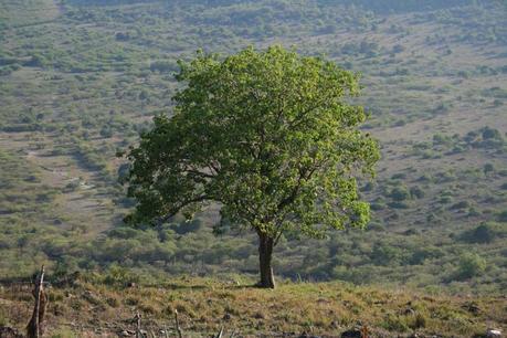 Arbol