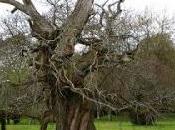 Árbol viejo...