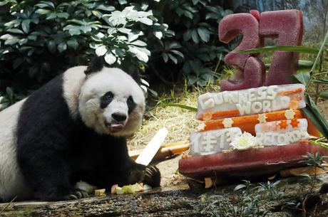 El oso panda gigante más antiguo del mundo celebra sus 37 años