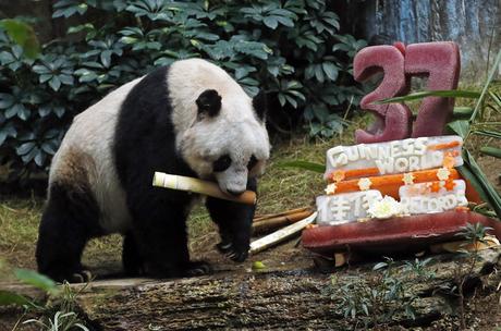 El oso panda gigante más antiguo del mundo celebra sus 37 años