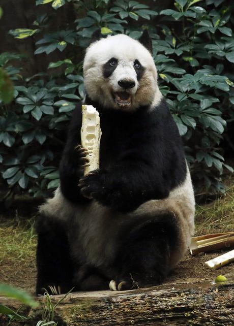 El oso panda gigante más antiguo del mundo celebra sus 37 años