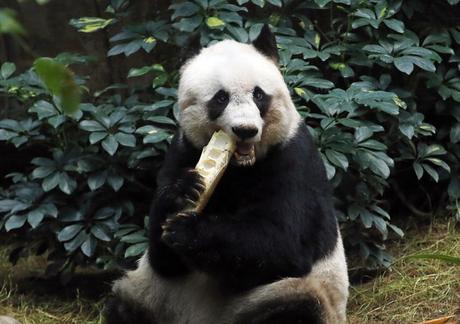 El oso panda gigante más antiguo del mundo celebra sus 37 años