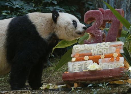 El oso panda gigante más antiguo del mundo celebra sus 37 años