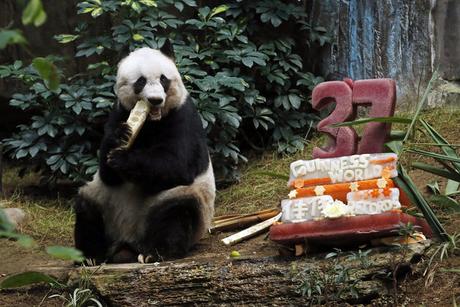 El oso panda gigante más antiguo del mundo celebra sus 37 años